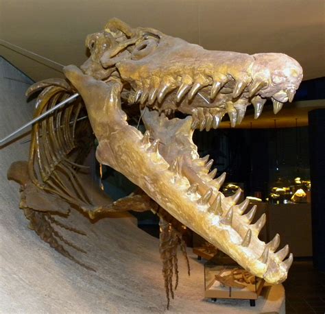 Mineralatlas Lexikon Mosasaurus Hoffmanni