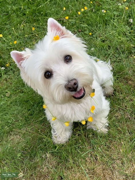 West Highland White Terrier Stud Dog In Enfield United States