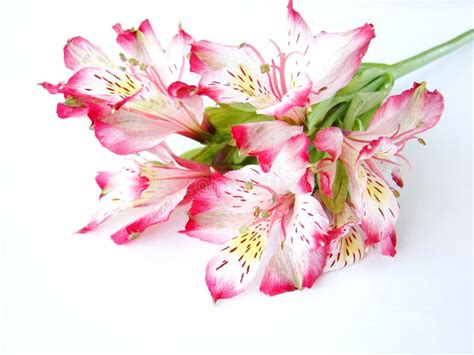 Bouquet Of White And Pink Alstroemeria Flowers Stock Photo Image Of
