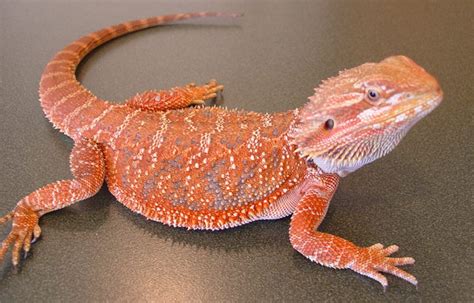 Exotic Animals That You Can Have As A Pet Pets Grooming