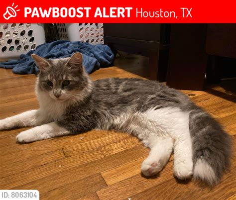 Lost Male Cat In Houston Tx 77091 Named Gus Id 8063104 Pawboost