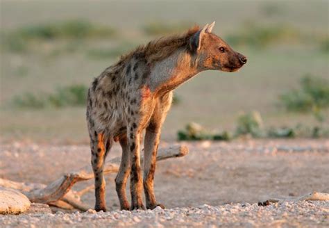 Hyena Crocuta Crocuta Hyena Animals Wildlife