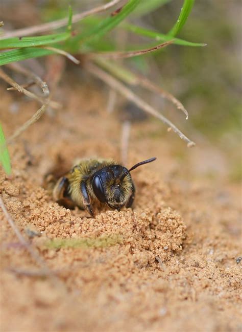 Ground Nesting Bee Emerging To Start Another Busy Day Bee Keeping