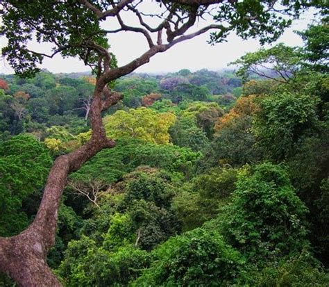 Jalan Jalan Kalimantan Hutan Kalimantan