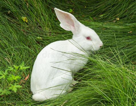 White Rabbit On The Grass Stock Photo Image Of Mammals 38768634