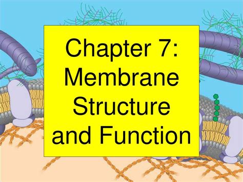 Ppt Chapter 7 Membrane Structure And Function Powerpoint