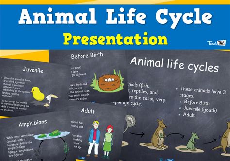 Animal Life Cycle Diagram Science Posters For Kids Belarabyapps