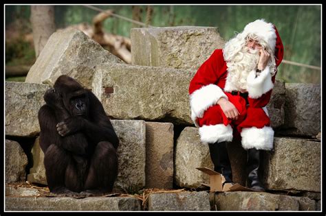 Father Christmas A Gorilla Called Emmie Its Beginning To Look A Lot