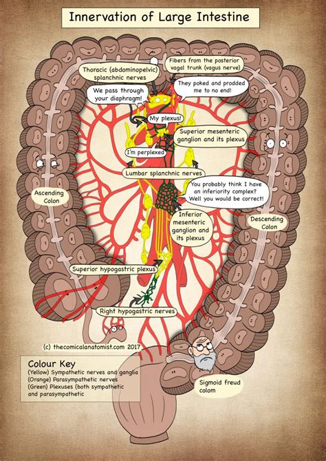 The large intestine, also known as the large bowel, is the last part of the gastrointestinal tract and of the digestive system in vertebrates. Innervation of the Large Intestine - The Comical Anatomist