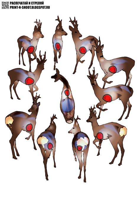 Whitetail Shot Placement Chart