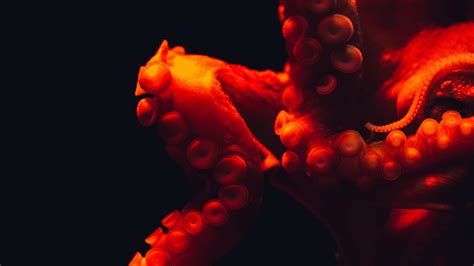 Octopus Tentacles Red Underwater World 4k Tentacles Red Octopus