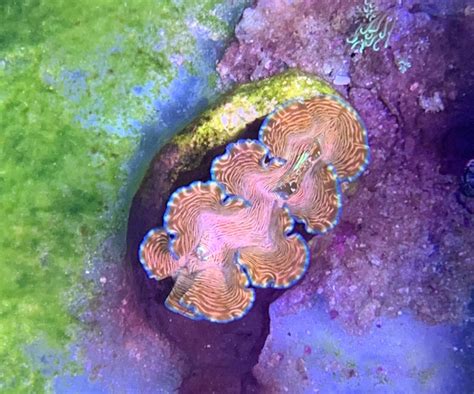 The Basics Of Giant Clam Biology And Care Ph