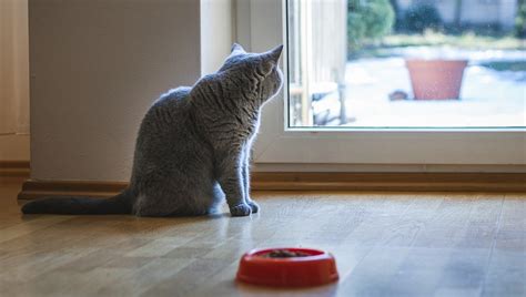 Bringing the cat food to a warm temperature, around 30 degrees celsius (86 degrees fahrenheit), can make it more enticing to your cat. 6 Things Your Cat Probably Loves More Than Food - CatTime