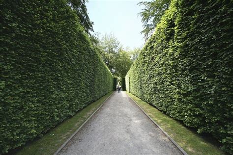 41 Incredible Garden Hedge Ideas For Your Yard Photos Garden Hedges