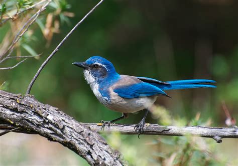 California Scrub Jay Celebrate Urban Birds