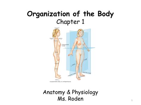 Ppt Organization Of The Body Chapter 1 Anatomy And Physiology Ms Roden