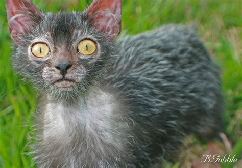Meowoof Lykoi Cat The Newest ‘breed Of Cat Looks Like