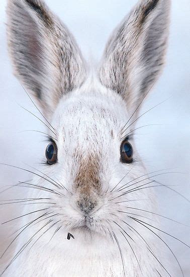 Funny Snowshoe Hare Funny Animal Animals Beautiful Cute Animals