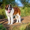 Saint Bernard Dog Breed Information & Characteristics | Daily Paws
