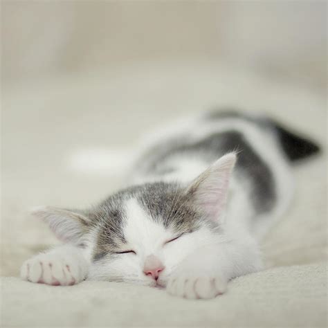 Tiny White And Grey Kitten Sleeping On The Couch Photograph By Cindy Prins
