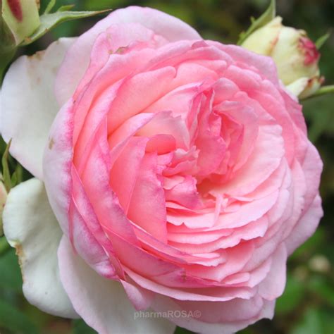 Meiviolin Climber Rose Pink Moderately Intensive Fragrance