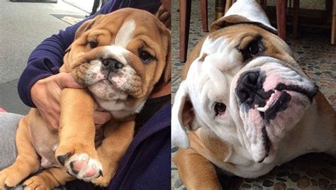 See more ideas about english bulldog, bulldog, bulldog puppies. 11 Signs Your English Bulldog Loves You Too Much and He's ...