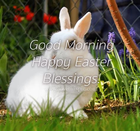 White Hare Good Morning Happy Easter Blessings Pictures Photos