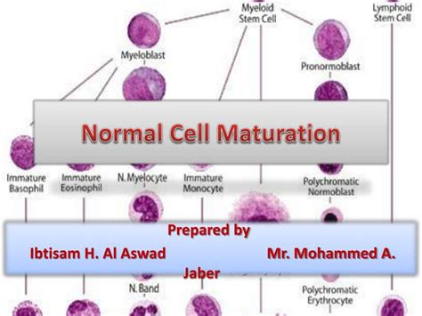 Ppt Normal Cell Maturation Powerpoint Presentation Free Download