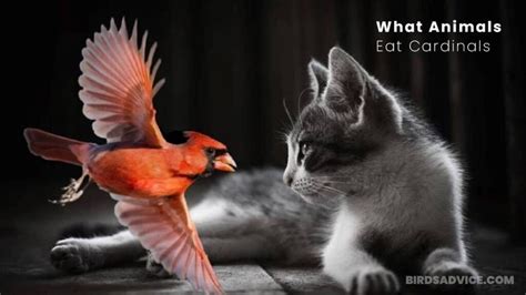 What Animals Eat Cardinals A List Of Predators Of Cardinals