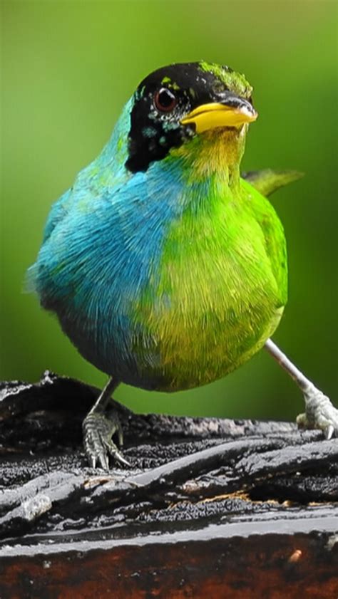 Researchers Discover Rare Bird Half Female Half Male In Colombia