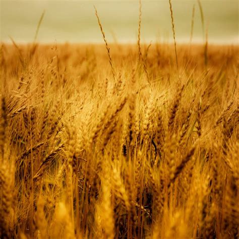 Wheat Fields Autumn Landscape Landscape Photography Rustic Art