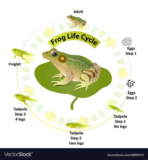 Life Cycle Frogs Royalty Free Vector Image Vectorstock