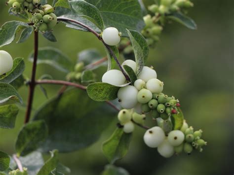 Schneebeere White Hedge Symphoricarpos Doorenbosii White Hedge