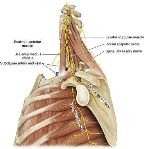 The Brachial Plexus Neupsy Key