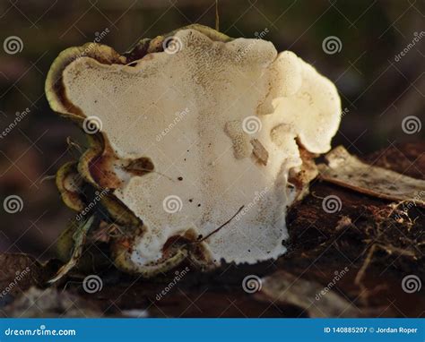 White Fungus On Rotting Tree Stock Image Image Of Biology Ostreatus