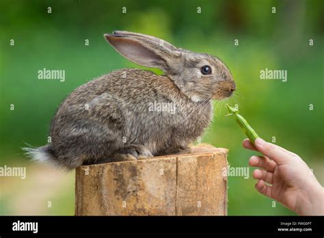 Cute Shy Baby Rabbit Feeding Animal Stock Photo Alamy