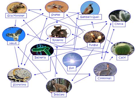 Food Chain In A Desert Ecosystems And Biomes 4c