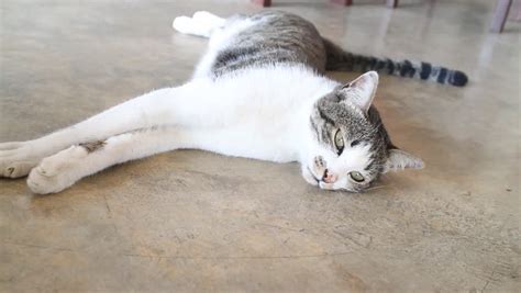 Cat Laying Down On The Floor Stock Footage Video 5904323 Shutterstock
