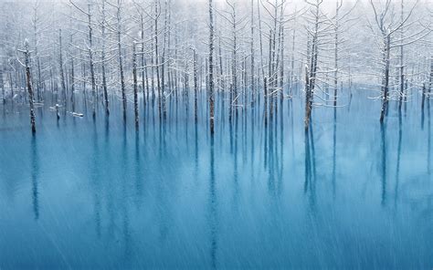 배경 화면 햇빛 나무 호수 물 반사 눈 겨울 분기 푸른 얼음 서리 동결 서식지 자연 환 경 대기