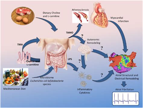 Proposed Mechanisms For The Interaction Between The Gut Microbiome And