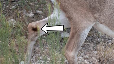 7 Whitetail Deer Glands And What They Do