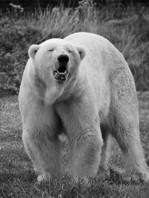 Polar Bear Zoochat