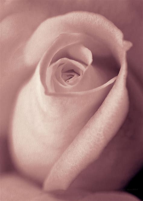 Vintage Blush Pink Rose Bud Flower Photograph By Jennie Marie Schell