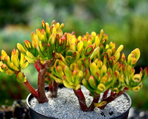 crassula red horn surreal succulents