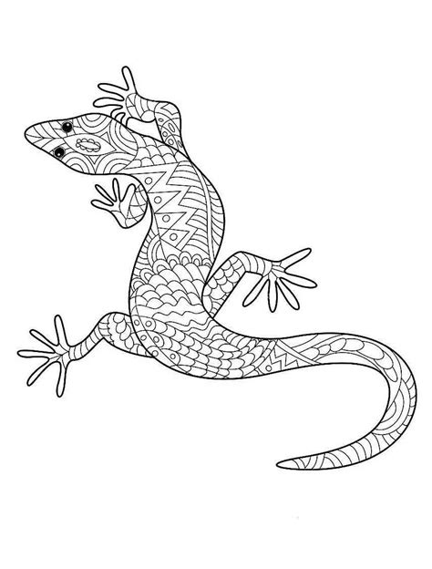 Free Book Chameleon Chameleons And Lizards Adult Coloring Pages