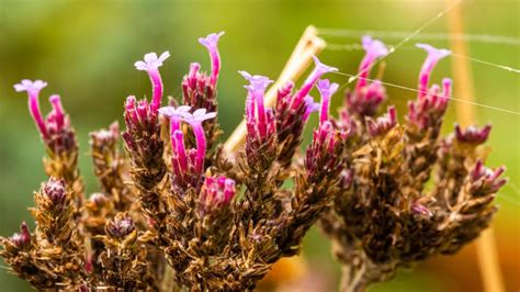 How To Deadhead Verbena Plants Uk