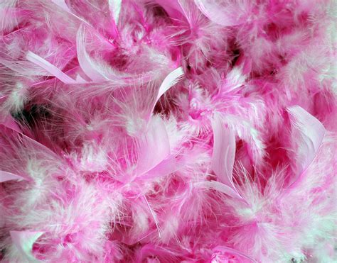 Pink Feathers Background Free Stock Photo Public Domain Pictures