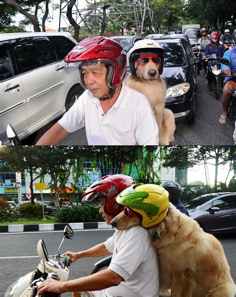 bisa naik motor anjing  indonesia sedot perhatian publik