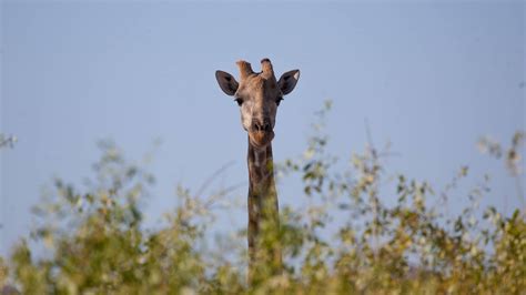 Southern Giraffe Giraffa Giraffa Giraffe Conservation Foundation