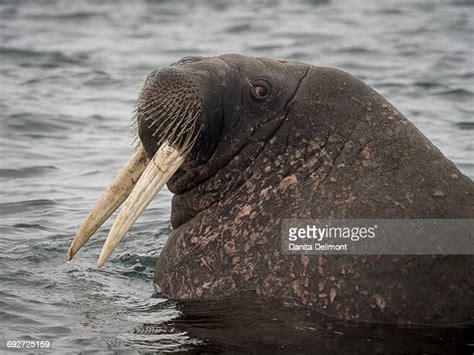 Walrus Face Fotografías E Imágenes De Stock Getty Images